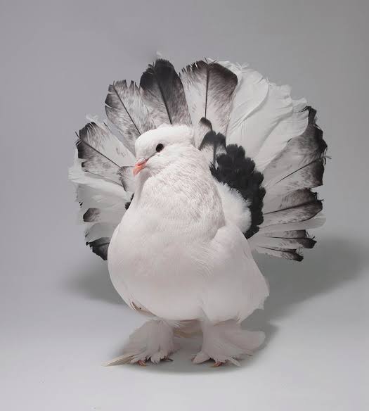 Mga resulta ng larawan para sa Fantail pigeon"