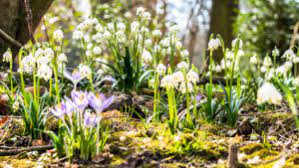 Mai, ins freie, denn so lange ist noch mit späten frösten zu rechnen, welche die pflanzen. Uberblick Wann Bluhen Welche Blumen