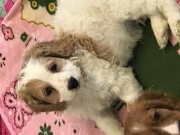Find cockapoo breeders close to you in wisconsin using our searchable directory. Cockapoo Puppies Adorable For Sale In Wausau Wisconsin Classified Americanlisted Com