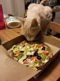 Unsure about what cats can eat? Can Cats Eat Pizza Can Dogs Eat Watermelon