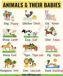 Print the flashcards and cut them. Cute Baby Animals Learn Popular Animals And Their Babies Esl Forums English Lessons For Kids Learning English For Kids English Writing Skills