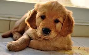 Golden Retriever Pup Wallpapers Pictures Schattige Dieren Dieren Mooie Honden