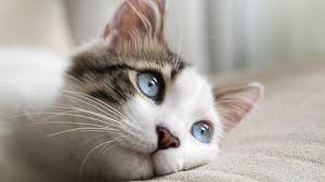You may also consider placing an ad in your local newspaper or on craigslist (both are usually free).10 x research i found a cat recently. Missouri Man Accused Of Killing Cats He Found On Craigslist Abc30 Fresno