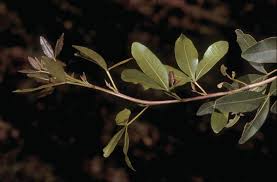 Image result for Toddalia simplicifolia