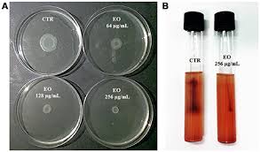 It grows best at temperatures of 30 to 37°c, but it grows well at colder (refrigerator) temperatures. Frontiers Attenuation Of Listeria Monocytogenes Virulence By Cannabis Sativa L Essential Oil Cellular And Infection Microbiology