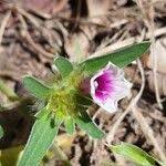 Image result for Ipomoea heterotricha