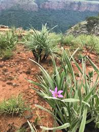 Image result for Xerophyta villosa