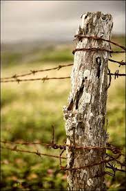 What is the post spacing for an electric fence? Barbed Wire Post Country Photography Country Fences Old Fences