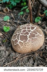 Image result for Scleroderma cepa