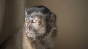 Get wildflowers (washington, u.s.) wallpaper. Keeping And Caring For Pet Capuchin Monkeys