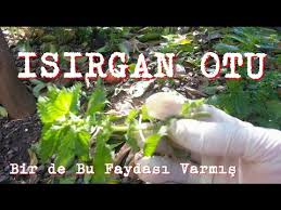 Isirgan Otunun Ceviz Agaclarina Faydasi Cetin Ceviz Youtube