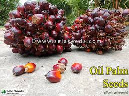 Image result for Elaeis