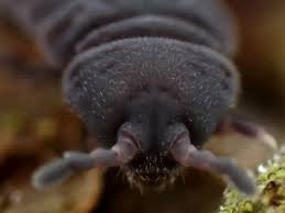 Yes sir | ipaglaban mo recap. Checklist Of The Collembola Tetrodontophorinae