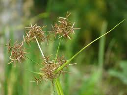 Image result for Cyperus laevigatus