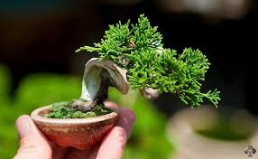 Japon karaağaç fidanı zelkova serrata. Meraklisi Icin Bonsai Yetistirme Rehberi Blog Meraklisi Icin