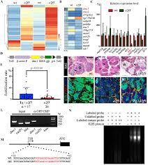 Seine büros und seine wohnung werden durchsucht. E2f5 Is A Versatile Transcriptional Activator Required For Spermatogenesis And Multiciliated Cell Differentiation In Zebrafish
