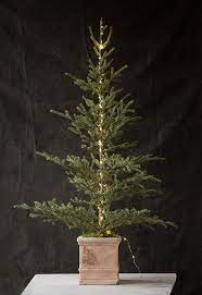 Stunning Live Christmas Tree Indoors Plant I Love It Live Christmas Trees Magical Christmas Potted Christmas Trees