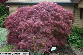 'crimson queen' is a small when you see the dissectum label applied to the latin name of a japanese maple, it refers to foliage. Find Plants Page 9 Wholesale Nursery Supplies Plant Growers In Oregon Nursery Guide
