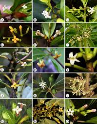 Image result for Colletoecema