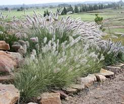Maybe you would like to learn more about one of these? Native Grasses For The Australian Garden Growing Rooms Sydney Landscape Design Experts