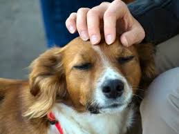 Why the market square dog gets arrested by the police. The World Of James Herriot Has A No Dogs Except Assistance Dogs Policy