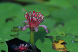 Image result for Brasenia