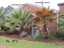 Maybe you would like to learn more about one of these? Washingtonia Filibusta Palmpedia Palm Grower S Guide