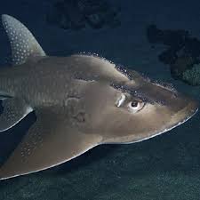 Learn The Scientific Name Discover The Habitat Diet And Special Characteristics Of The Bowmouth Guitarfish With Th
