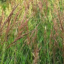 Image result for Agrostis taylorii