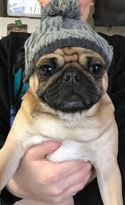 See Our Internet Site For More Info On Pug Puppies It Is A Great Location To Get More Information Pugpuppies Baby Pugs Cute Pugs Pug Puppies