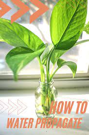 Water Propagation How To Propagate Plants The Botanical Texan Propagating Plants Water Plants Plants