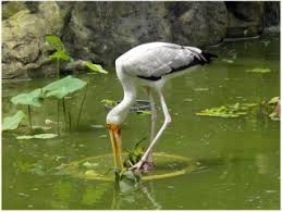 9.00 am to 6.00 pm daily. Kl Bird Park World S Largest Free Flight Walk In Aviary
