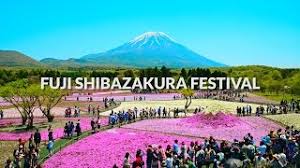 Fuji Shibazakura Festival Mount Fuji Carpet Of Flowers One Minute Japan Travel Guide Youtube