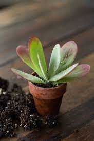 Succulents Explained How To Identify And Grow 12 Favorites Gardenista Succulents Types Of Succulents Plants Container Herb Garden