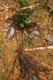 Image result for Abrodictyum