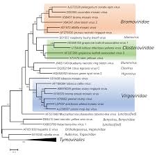 Image result for Tridactyle virgula