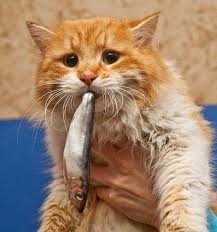 Cat Eat Fish Cute Cats Cute Cats Animals