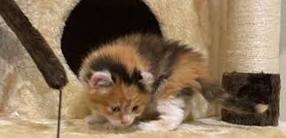 Their ears become erect and their sense of hearing is improved; 4 Week Old Maine Coon Kittens What You Need To Know Maine Coon Expert