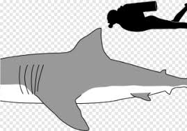 For the first few steps, don't press down too hard with your pencil. Shark Mouth Open Great White Shark Drawing Side View Png Download 641x448 7514929 Png Image Pngjoy