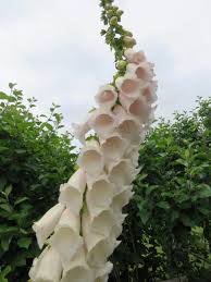 Image result for Digitalis purpurea alba/ red spots