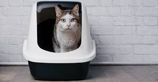 What can i use instead of cat litter. 6 Sustainable Cat Litter Alternatives Hillrose Pet Resort