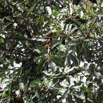 Image result for Ficus stuhlmannii