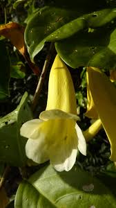 Image result for Hyparrhenia anemopaegma