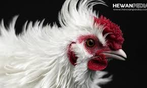 Arti mimpi ayam putih, ini merupakan sebuah pertanda baik. 45 Arti Mimpi Kambing Menurut Ramalan Primbon Jawa Hewanpedia
