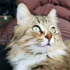 We are committed to providing the best service possible for our customers. Mcknight 24 Hour Veterinary Hospital 29 Reviews Veterinarians 34 5010 4th Street Ne Calgary Ab Phone Number