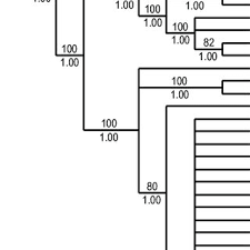 Image result for Sabicea bequaertii