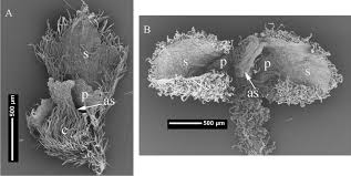 Image result for Antizoma angustifolia