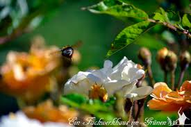 Robuste Rosen Ein Fachwerkhaus Im Grunen In 2020 Rosen Garten Garten Pflanzen