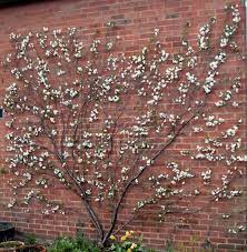The main problem with east facing walls is the danger of early morning sun scorching frosty flowers. Pin On All About Kitchen Garden
