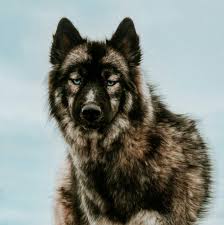 Me As A Wolf Wolf Dog Beautiful Dogs Animals Beautiful